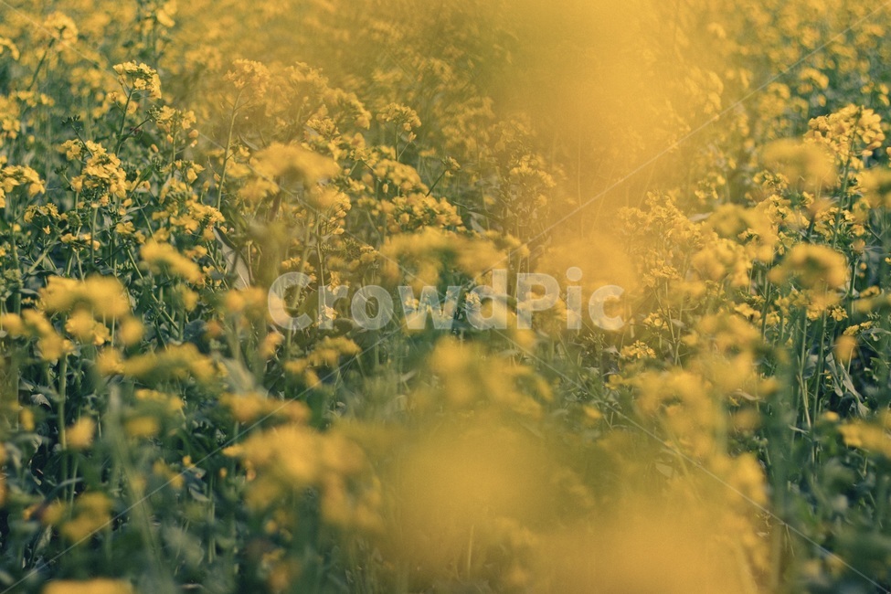 유채꽃,봄,꽃,노랑4월달,농촌,들,봄,계절,spring,season