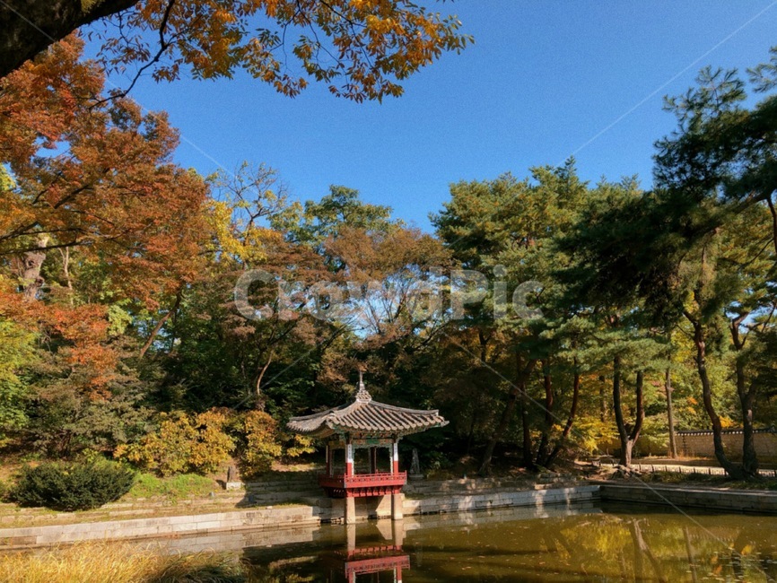 changdeokgungpalace,창덕궁,창덕궁후원,한국관광지,유명관광지,한국궁궐,풍경,경치,낙엽,architecture,building