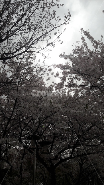 햇빛,봄,꽃,하늘,청명한,봄,계절,spring,season,자연,풍경,nature,landscape,plant,식물