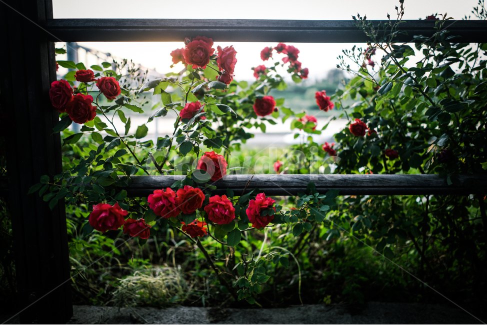 장미,꽃,봄,울타리,감성,rose,flower,fence,emotion,봄,계절,spring,season,식물,자연,plants,nature,꽃,flower,감성,sensible,feeling,blossom,plant,geranium,제라늄