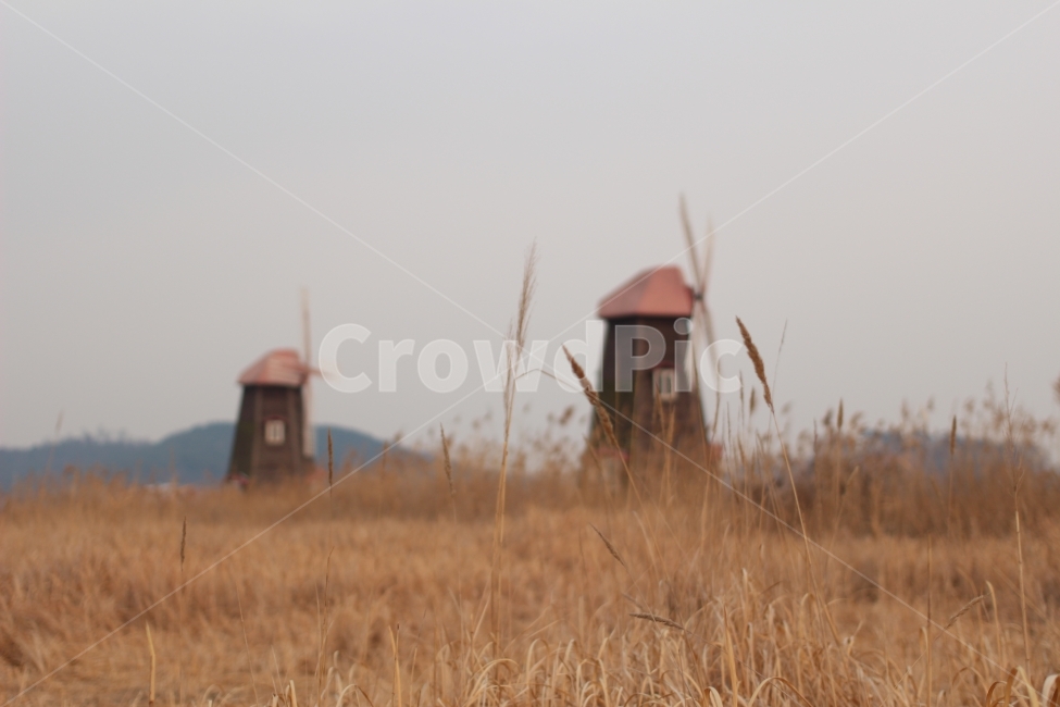 풍차,가을,갈대,억새,감성,가을,계절,fall,autumn,season,자연,풍경,nature,landscape,grass,잔디,plant,식물