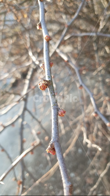 식물,꽃,나무,자연,flower,식물,자연,plants,nature,나무,trees,wood