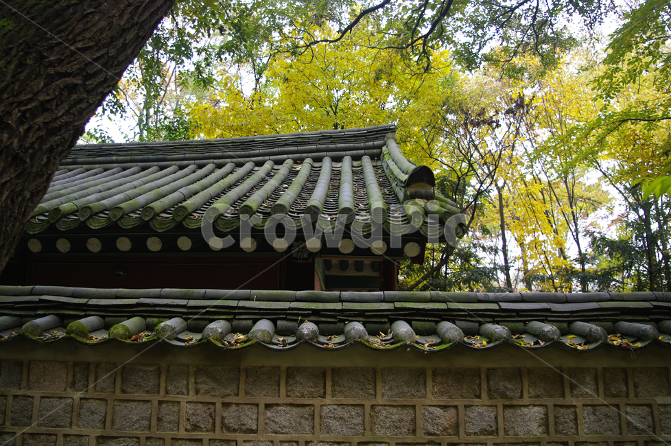 창덕궁후원,고궁,건축,전통건축,traditional,전통,기와지붕,담장,가을,fall,나무,식물,plant,단풍,한국전통,한국문화,korean traditional,korean culture,건축물,건물외관,exterior,building,structure,architecture,construction