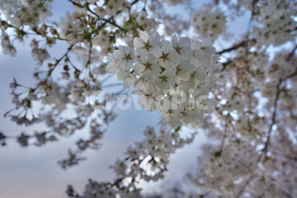 벚꽃,꽃,flower,blossom,cherryblossom,봄,하늘,나무,산책,공원,식물,자연,spring,sky,tree,plant,nature