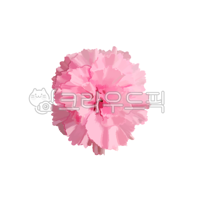 spring picture,Mothers Day Flowers,In May,May symbol,carnation,A bunch of carnations,flower sticker,spring flowers,spring,Teachers Day symbol,One flower,Teachers Day Flowers,flower icon,carnation sticker,flower png,Carnation illustration,Teachers day,fami