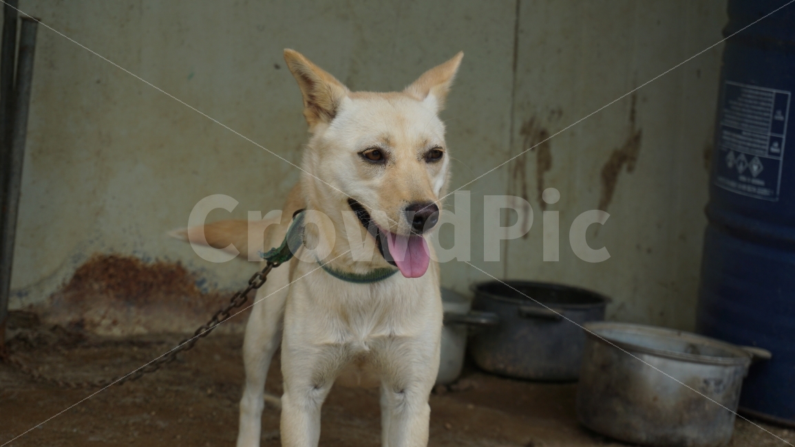 개,강아지,농촌,시골,시골강아지,멍멍이,쌍꺼풀,늠름,동물,animal,포유류,mammal,개,강아지,dog,doggy