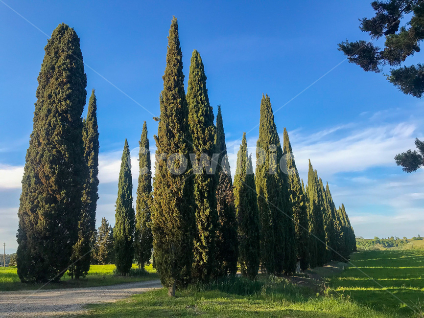 토스카나,하늘,tuscany,toscana,나무,푸른,sky,이탈리아,이태리,italy,italia,초록,투스카니,해외,해외자연,자연풍경,자연,풍경,발도르차