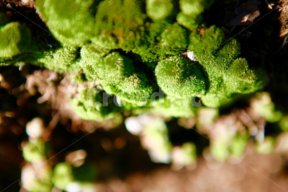 이끼,산이끼,초록,자연,배경,식물,자연,plants,nature