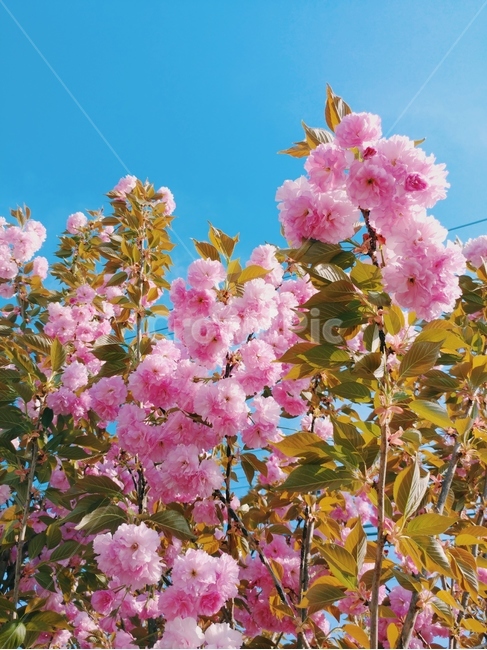 flower,blossom,벚꽃,왕벚꽃,겹벚꽃,봄꽃