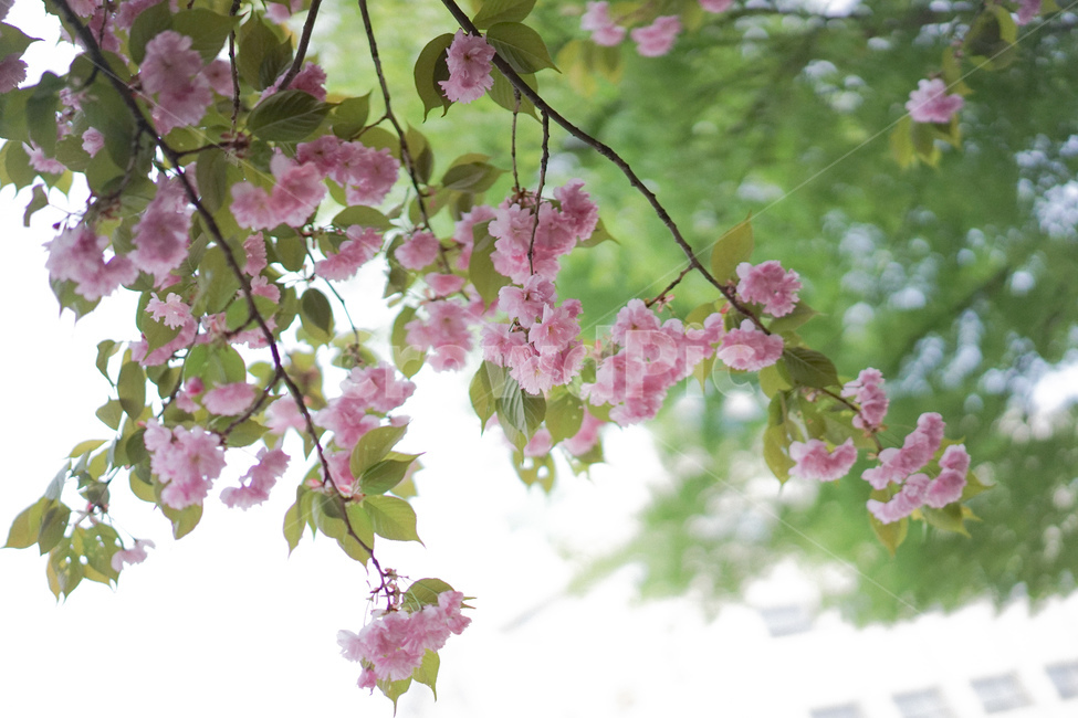 겹벚꽃,벚꽃,사쿠라,봄꽃,분홍꽃,spring,봄,계절,spring,season,식물,자연,plants,nature,꽃,flower,plant,blossom