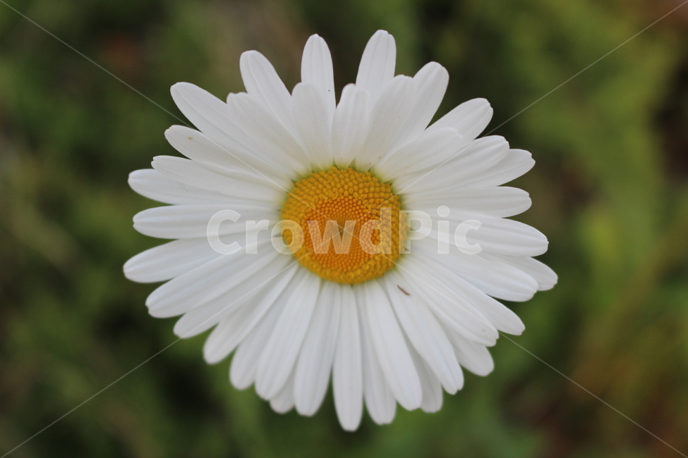 꽃,흰꽃,들꽃,야생화,봄,식물,자연,plants,nature,꽃,flower