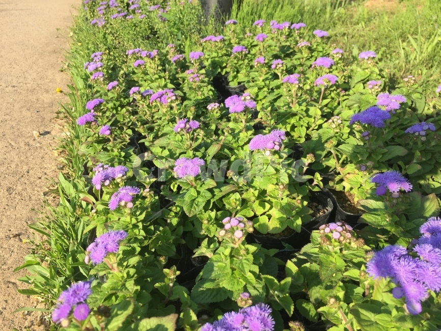 plant,식물,꽃,flower,blossom