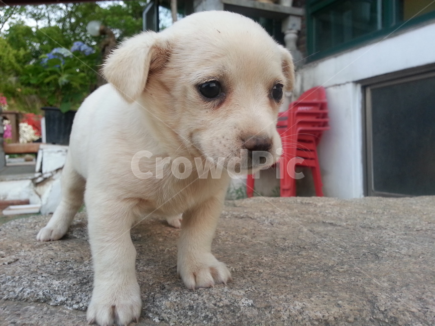 강아지,반려견,애완동물,어린,puppy,귀여운,동물,마당,개조심,동물,animal,포유류,mammal,개,강아지,dog,doggy