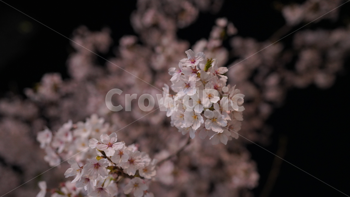 벚꽃,봄,만개,꽃잎,밤,가로등,저녁,어두운,핑크,꽃,blossom,나무,cherryblossom,flower,식물,빛