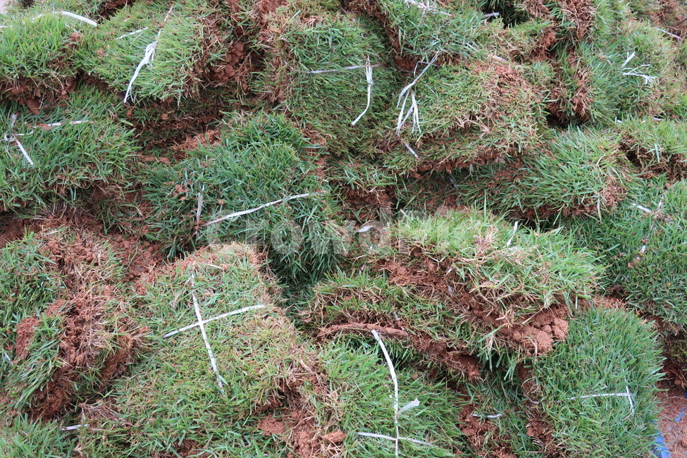잔디,잔디떼,조경,천연,식물,금잔디,녹색,공사,초록,grass,식물,자연,plants,nature