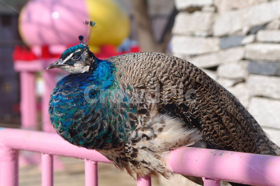 귀여운,야외,옥외,animal,동물,bird,새,공작,공작새,동물,animal,조류,새,birds