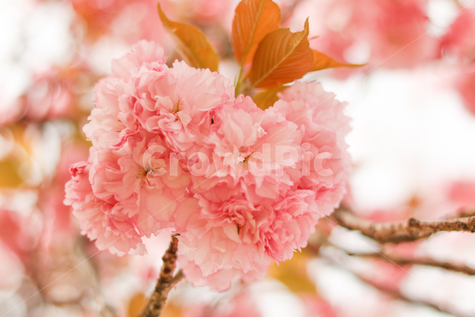 봄,벚꽃,겹벚꽃,꽃,분홍색,핑크색,핑크,향기,4월,봄,계절,spring,season,식물,자연,plants,nature,꽃,flower,휴식,힐링,rest,relaxation,healing,색깔,색상,색채,색감,color sense,color sensitivity,feeling of color,plant,blossom