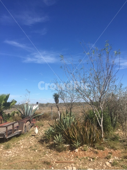 plant,식물,멕시코,농장,farm,들판,하늘,sky,풍경,mexico