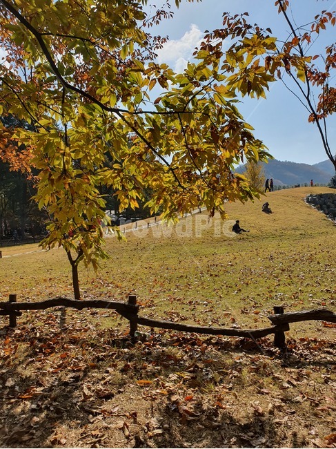 ground,바닥,tree,나무,plant,식물,가을,계절,fall,autumn,season