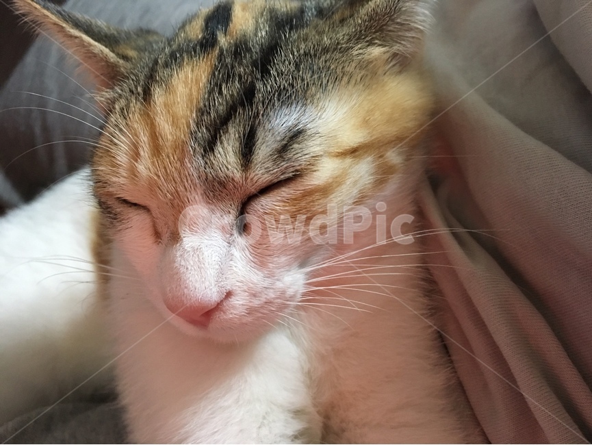고양이,cat,삼색고양이,길고양이,귀여운,자는고양이,동물,animal,포유류,mammal,고양이,cat,kitten,kitty