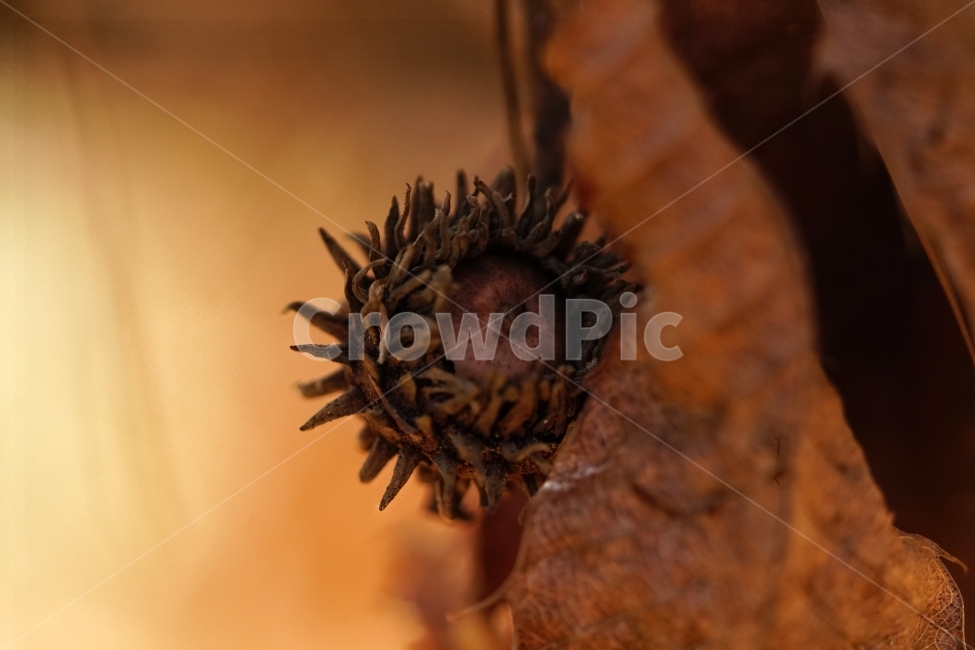 도토리,과일,나무,열매,식물,자연,풍경,nature,season,계절,plants,도토리나무,tree,이파리,나뭇가지,먹이,landscape,스냅,스냅사진,snap,snapshot,야채,채소