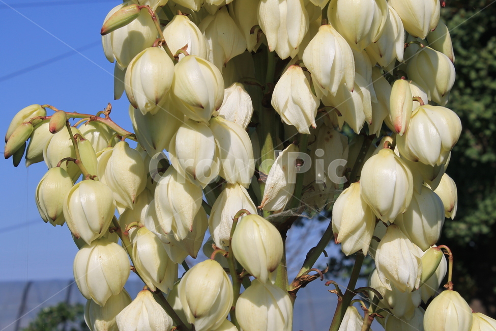 flower,flowers,꽃,꽃봉오리,천수란,yuccaaloifolia,가을,식물,autumn,fall,plant,blossom,식물,자연,plants,nature,꽃,flower