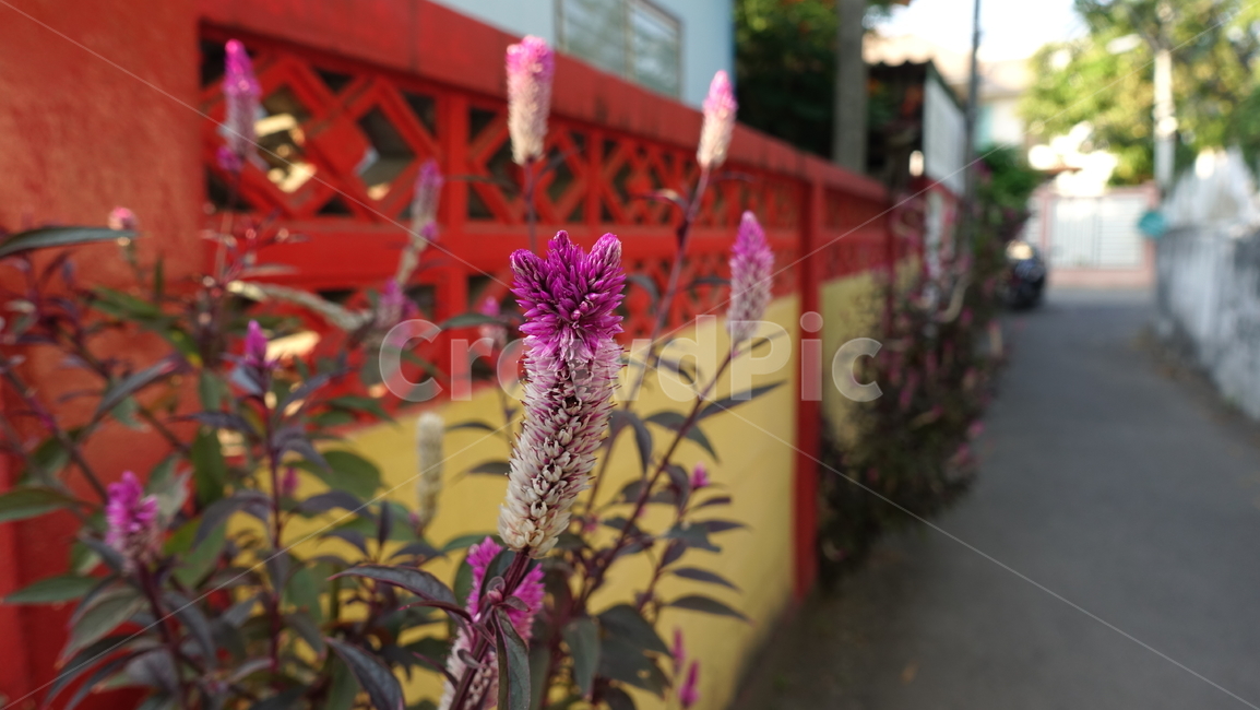 flower,tropic,plant,summer,여름,꽃,꽃송이,blossom,열대,식물,야외,outdoor,green,초록