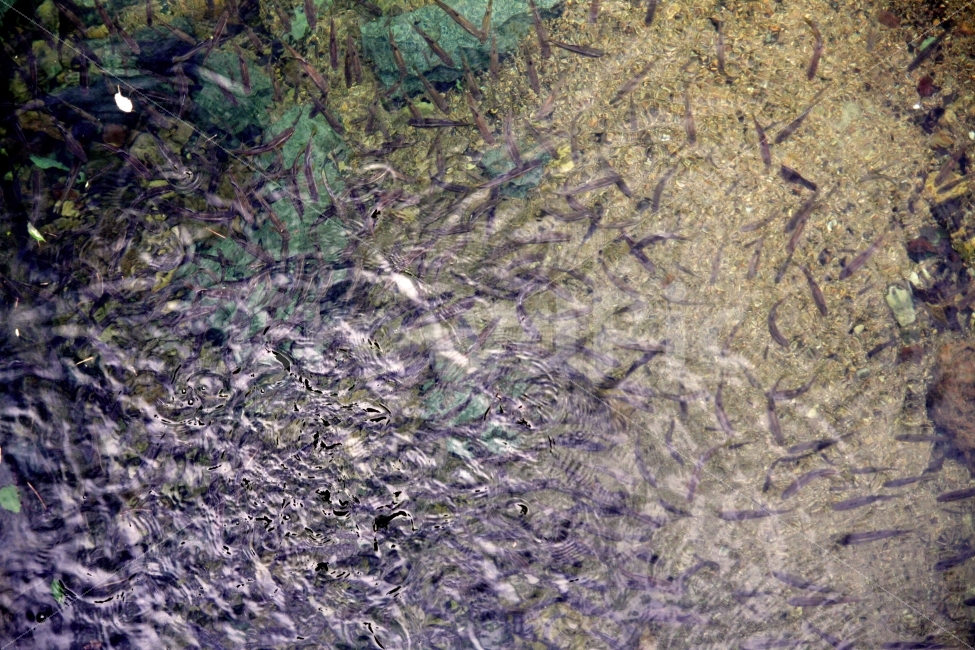 물고기,실개천,낚시,도랑,물장구,물결,자연,풍경,nature,landscape,동물,animal,어류,물고기,fish,rock,록