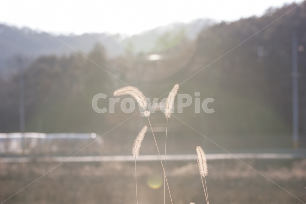 강아지풀,풍경,겨울,석양,foxtail,식물,겨울,계절,winter,season,식물,자연,plants,nature,감성,sensible,feeling,휴식,힐링,rest,relaxation,healing