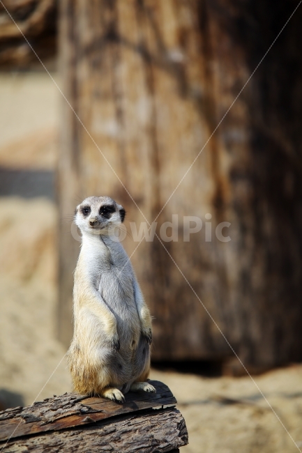 동물,포유류,미어캣,동물원,자연,동물,animal,포유류,mammal