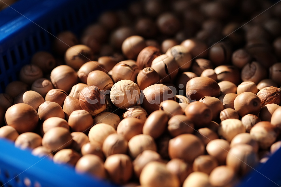 도토리,음식,식재료,acorn,동글,음식,식재료,요리,food,cook,meal,dishes,food reserves