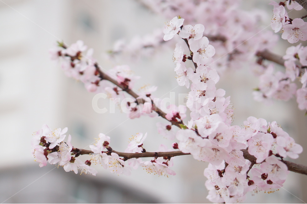매화,핑크,봄,나무,향기,맑음,봄,계절,spring,season,식물,자연,plants,nature,꽃,flower,plant,blossom