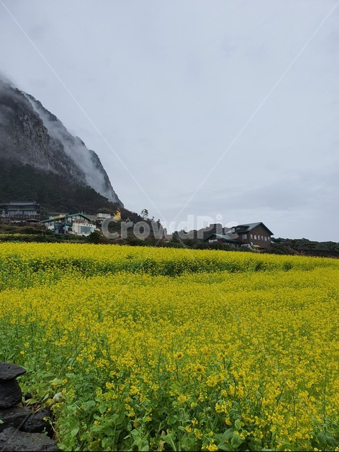 grassland,field,들,nature,자연,목초지,farm,제주도,한라산