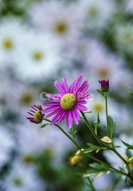 꽃,구절초,가을꽃,자연,식물,flower,siberianchrysanthemum,plants,가을,계절,fall,autumn,season,식물,자연,plants,nature,꽃,flower,plant,daisies,데이지,blossom,daisy