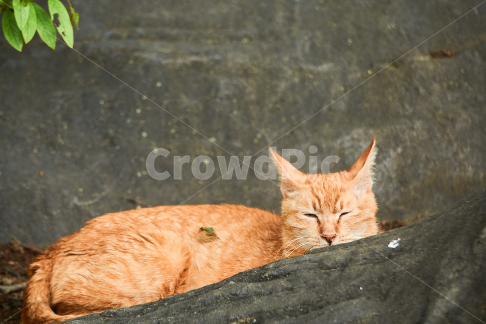 고양이,cat,동물,애완동물,길냥이,야생동물,pet,동물보호,animal,nature