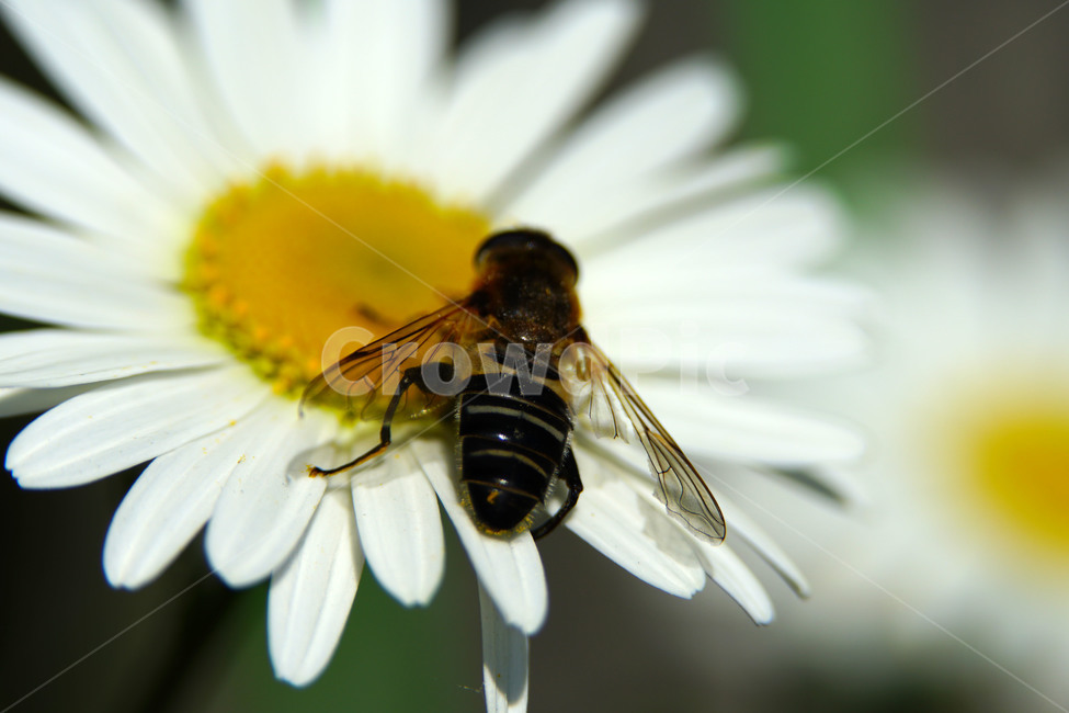 샤스타데이지,벌,봄꽃,한국자연,꽃,꽃사진,플라워,flower,봄,spring,식물,plants,자연,nature,풍경,landscape,계절,season,snap,스냅,접사,macro,closeup,클로즈업,감성사진,감성,힐링,healing,느낌,feel,feeling,꽃밭,화단,꽃봉오리,5월,May,shastadaisy,꿀벌,말벌,곤충,벌레,insect,honey,bee,bug,벌목,봄,계절,spring,season,식물,자연,plants,nature,꽃,flower,동물,animal,곤충,벌레,insect,bug,invertebrate,무척추 동물,honey bee