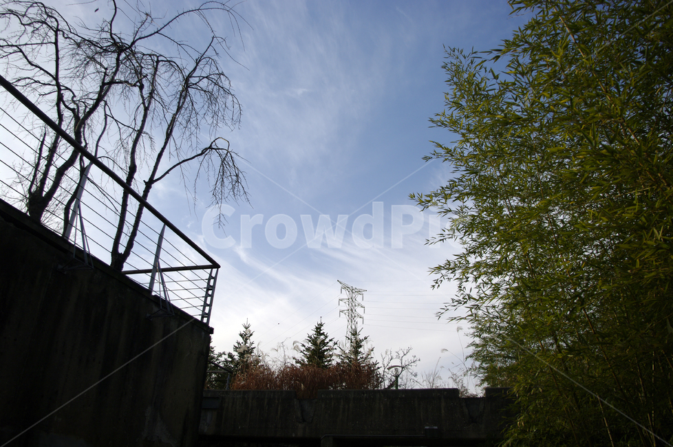 대나무,자연,nature,식물,plant,하늘,구름,자연,풍경,nature,landscape,handrail,난간,banister,tree,나무