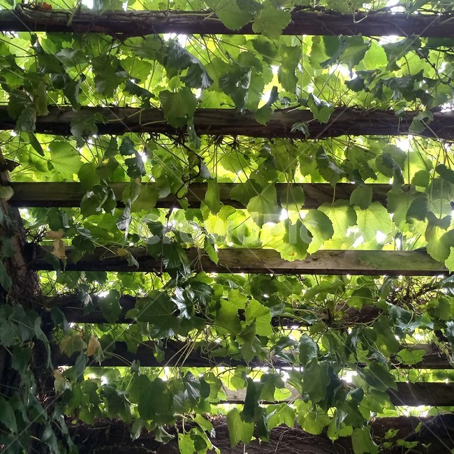 담쟁이덩굴,plant,초록색,잎사귀,leaf