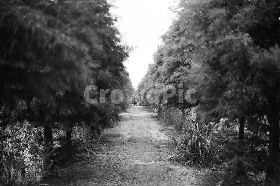 흑백,black,white,blackandwhite,film,tree,road,길,나무,숲속,흑백사진,자연,풍경,nature,landscape,흑백,모노톤,monochrome,black and white,도로,gravel,자갈,dirt road,흙길,path,통로,ground,바닥,plant,식물