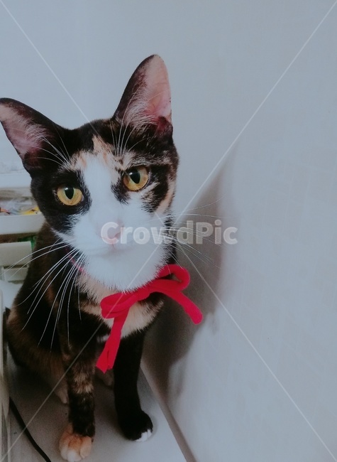 고양이,고양이리본,빨간리본,코리안숏헤어,동물,동물,animal,포유류,mammal,고양이,cat,kitten,kitty