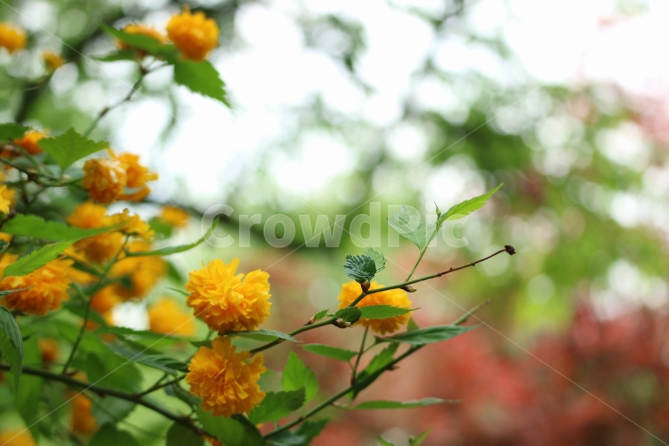 황매화,꽃,식물,자연,풍경,봄,노랑,flowers,plants,nature,yellow,spring,식물,자연,plants,nature,꽃,flower