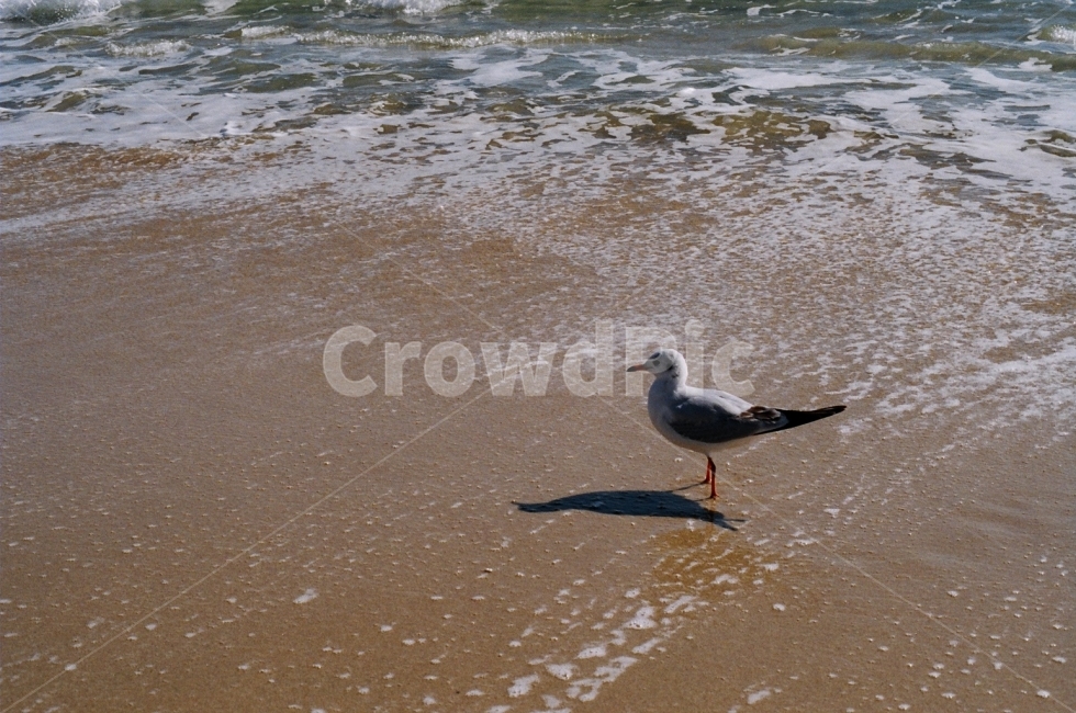 바다,갈매기,모래,경치,풍경,새,필름사진,필름,감성사진,분위기,해변,바다,beach,sea,동물,animal,조류,새,birds