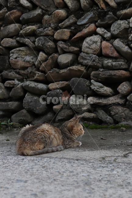 고양이,돌담,담장,길고양이,시골,cat,동물,animal,야옹,roadcat,동물,animal,포유류,mammal,고양이,cat,kitten,kitty