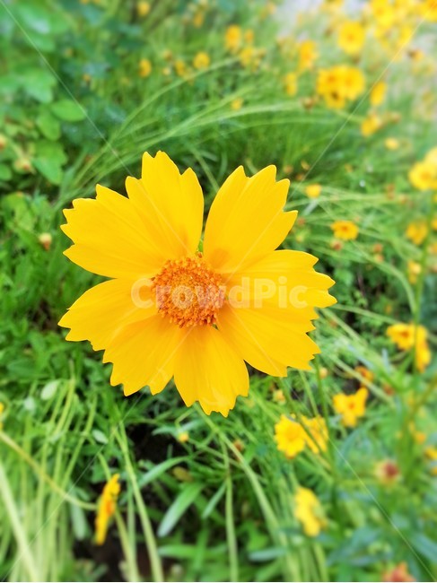 식물,꽃,노란꽃,들꽃,야생화,자연,생태,식물,자연,plants,nature,꽃,flower
