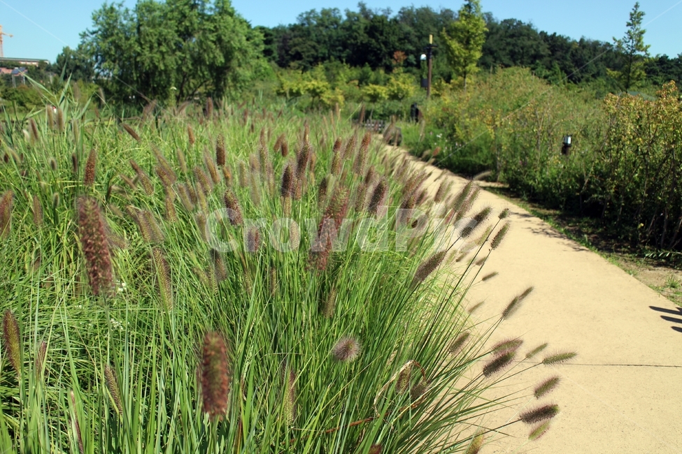 수목원,산책길,강아지풀,한적한,가을,정취,자연,풍경,nature,landscape,grass,잔디,plant,식물,lawn