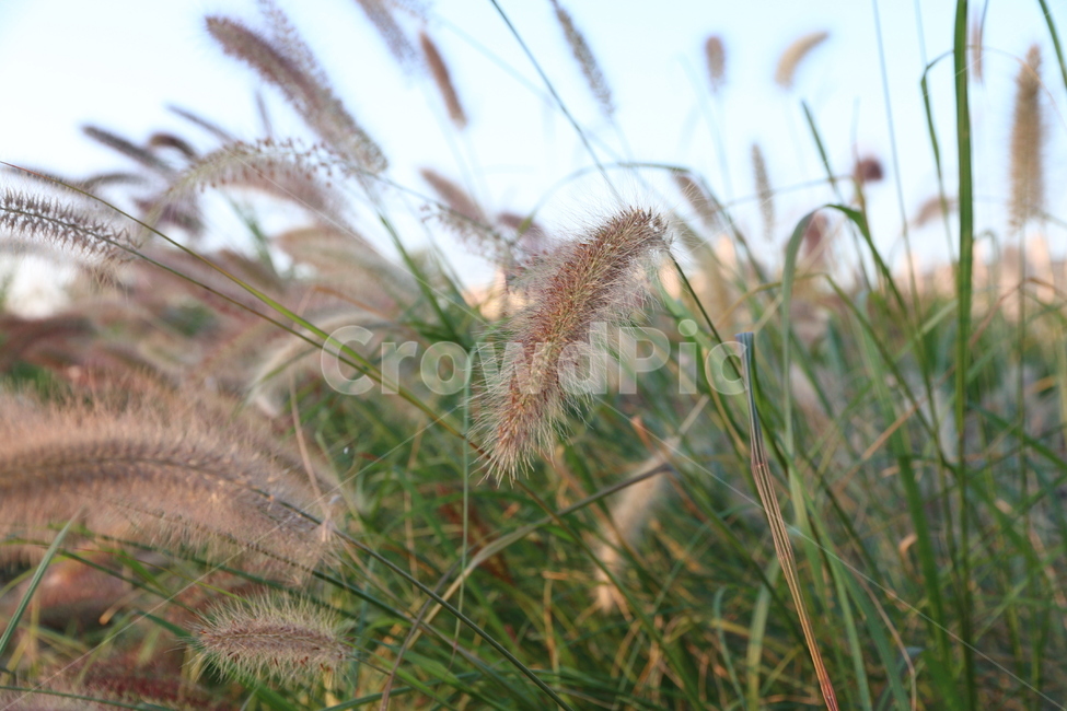grass,plant,식물,lawn,잔디,강아지풀,하늘,식물,자연,plants,nature