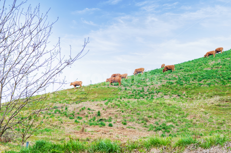 cow,소,grassland,목초지,가축,animal,동물,들,field,nature,자연,농장,농촌,farm,자연,풍경,nature,landscape