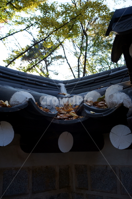 가을,궁궐,낙엽,기와,전통,단풍,koreatraditional,koreapalace,autumn,koreaautumn,autumnleaves,nature,colorful