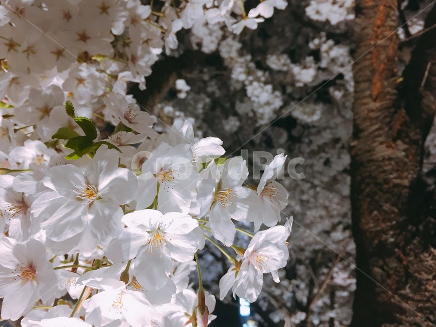 벚꽃,꽃,봄,밤,밤꽃