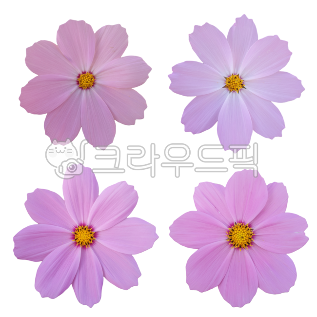 flower sticker,Cosmos Nuki,Fresh flowers,graphic source,fresh flower sticker,flower petal,flower design source,flower icon,pink flower,photoshop source,Flower Nokki